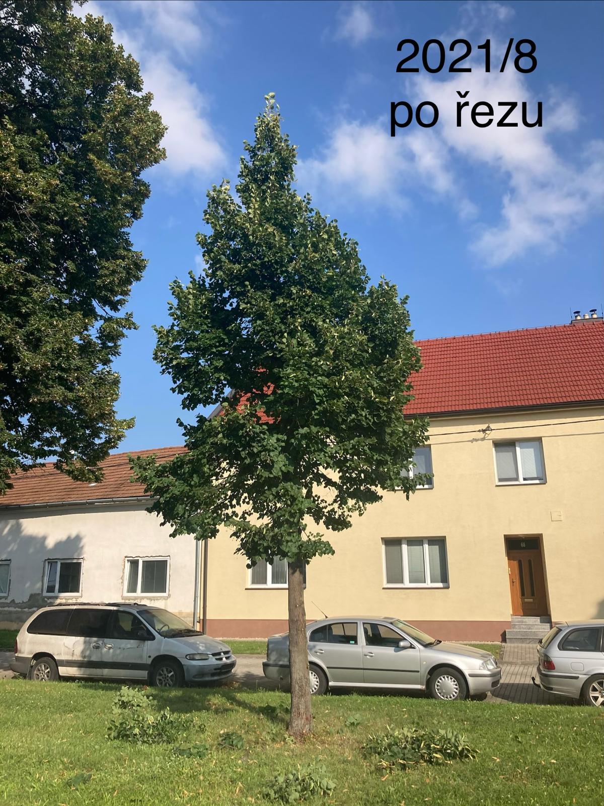 Srpen 2021 — Po výchovném řezu
