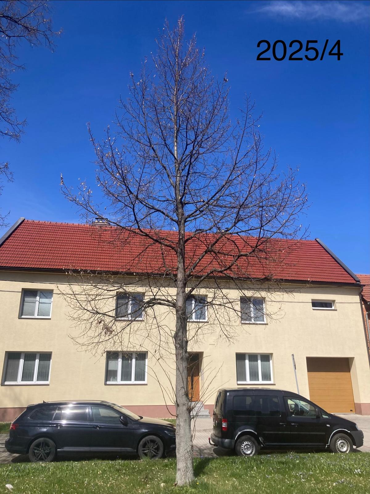 Duben 2025 — Strom se rozvíjí
